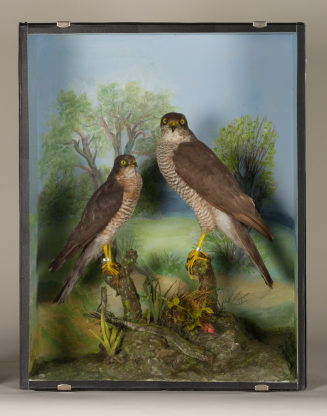 Diorama: Sperber, Sperber