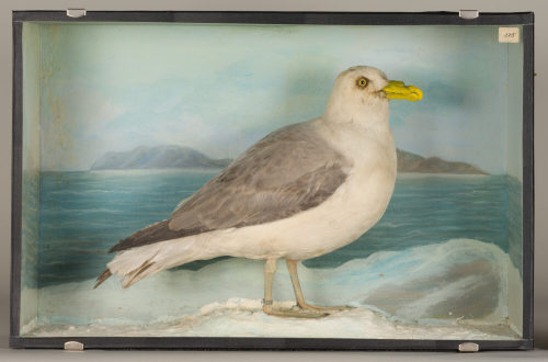 Dr. Peter Frey (Urheber*in), Diorama: Eissturmvogel, 1890–1952
