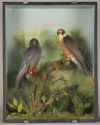 Diorama: Rotfußfalke, Rotfußfalke