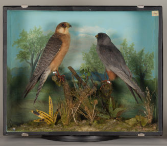 Diorama: Rotfußfalke, Rotfußfalke