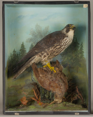 Diorama: Wanderfalke mit Beute