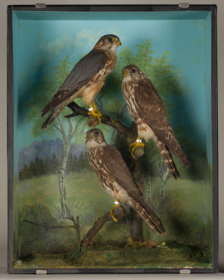 Diorama: Merlin, Merlin, Merlin