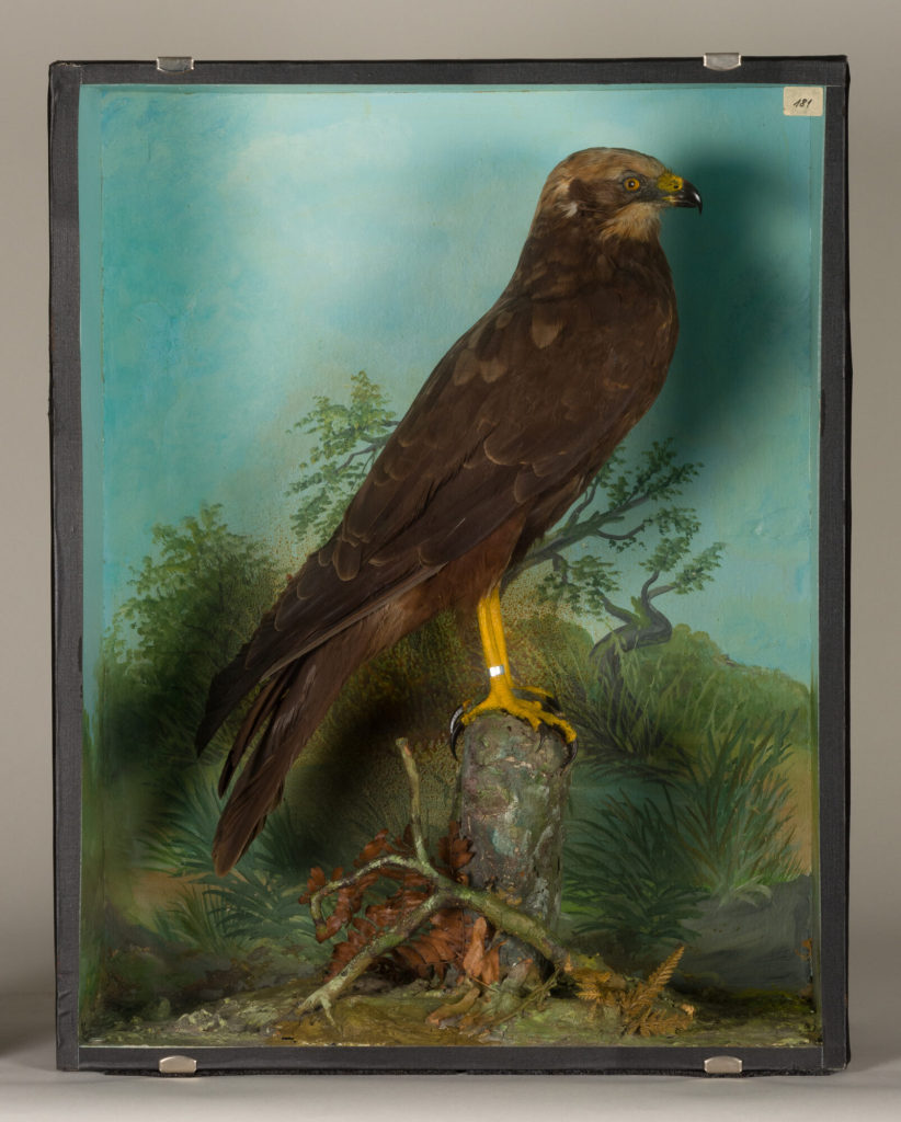 Diorama: Rohrweihe