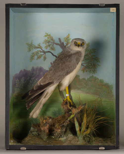 Dr. Peter Frey (Urheber*in), Diorama: Steppenweihe, 1890–1952