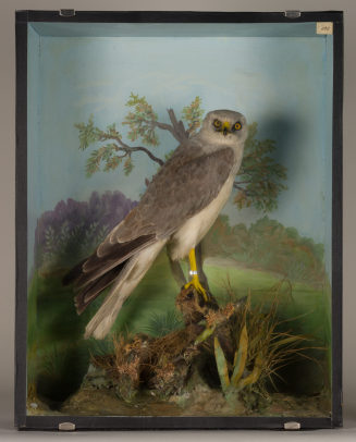 Diorama: Steppenweihe