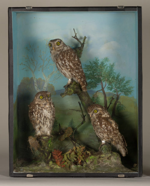 Dr. Peter Frey (Urheber*in), Diorama: Steinkauz, Steinkauz, Steinkauz, 1890–1952
