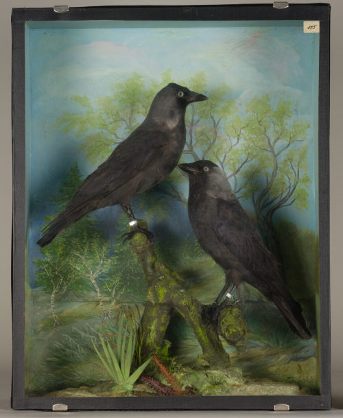 Dr. Peter Frey (Urheber*in), Diorama: Dohle, Dohle, 1890–1952