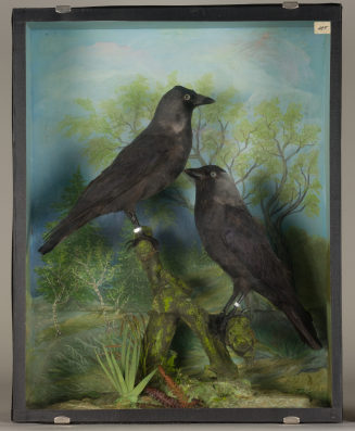 Diorama: Dohle, Dohle