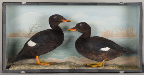 Dr. Peter Frey (Urheber*in), Diorama: Samtente, Samtente, 1890–1952