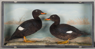 Diorama: Samtente, Samtente