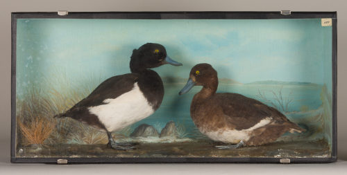 Dr. Peter Frey (Urheber*in), Diorama: Reiherente, Reiherente, 1890–1952