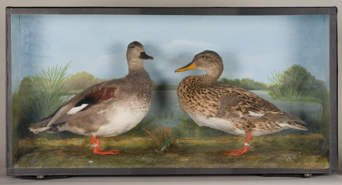 Dr. Peter Frey (Urheber*in), Diorama: Schnatterente, Schnatterente, 1890–1952