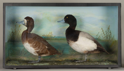 Dr. Peter Frey (Urheber*in), Diorama: Bergente, Bergente, 1890–1952