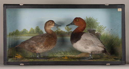 Dr. Peter Frey (Urheber*in), Diorama: Tafelente, Tafelente, 1890–1952