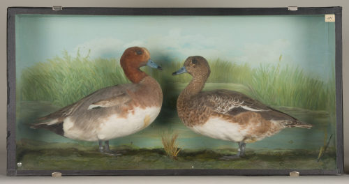 Dr. Peter Frey (Urheber*in), Diorama: Pfeifente, Pfeifente, 1890–1952
