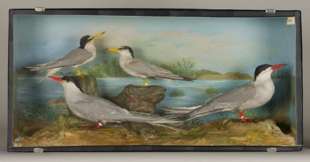 Diorama: Zwergseeschwalbe, Zwergseeschwalbe, Küstenseeschwalbe, Flußseeschwalbe