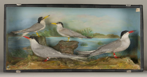 Dr. Peter Frey (Urheber*in), Diorama: Zwergseeschwalbe, Zwergseeschwalbe, Küstenseeschwalbe, Flußseeschwalbe, 1890–1952