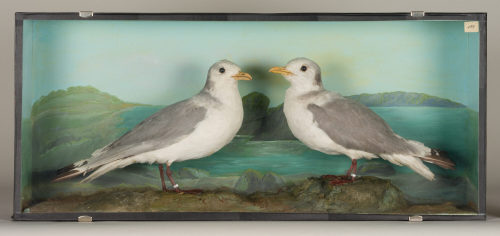 Dr. Peter Frey (Urheber*in), Diorama: Dreizehenmöwe, Dreizehenmöwe, 1890–1952