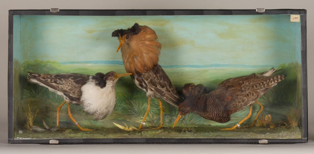 Diorama: Kampfläufer, Kampfläufer, Kampfläufer