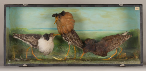 Dr. Peter Frey (Urheber*in), Diorama: Kampfläufer, Kampfläufer, Kampfläufer, 1890–1952