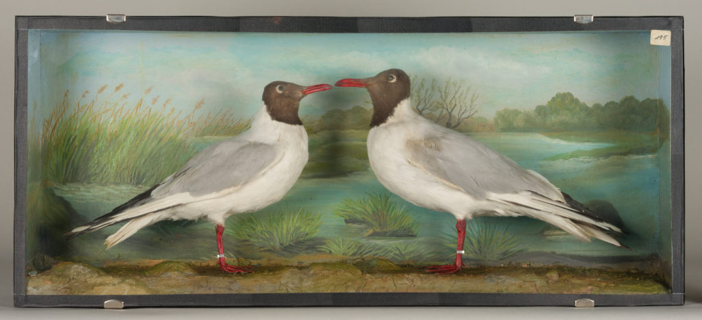Diorama: Lachmöwe, Lachmöwe