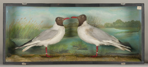 Dr. Peter Frey (Urheber*in), Diorama: Lachmöwe, Lachmöwe, 1890–1952