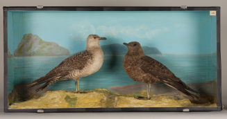 Diorama: Schmarotzerraubmöwe, Falkenraubmöwe