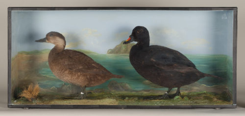 Dr. Peter Frey (Urheber*in), Diorama: Trauerente, Trauerente, 1890–1952