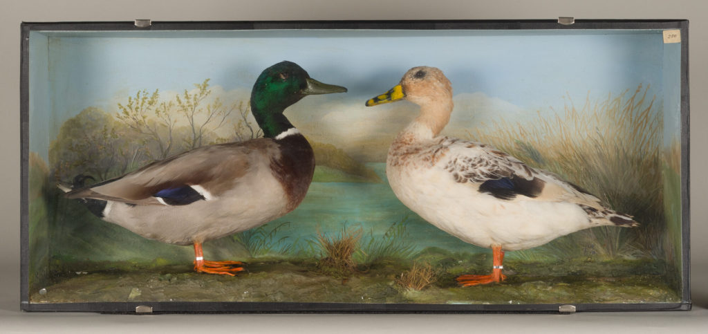 Diorama: Stockente, Stockente, Bastard