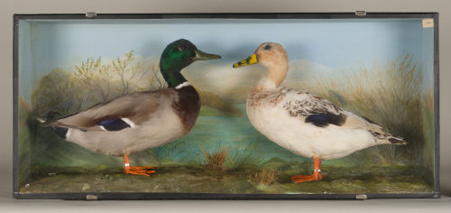 Dr. Peter Frey (Urheber*in), Diorama: Stockente, Stockente, Bastard, 1890–1952
