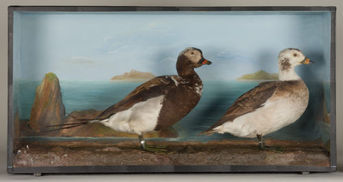 Dr. Peter Frey (Urheber*in), Diorama: Eisente, Eisente, 1890–1952