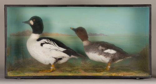 Dr. Peter Frey (Urheber*in), Diorama: Schellente, Schellente, 1890–1952