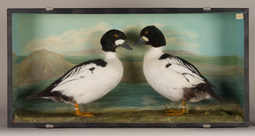 Dr. Peter Frey (Urheber*in), Diorama: Schellente, Schellente, 1890–1952