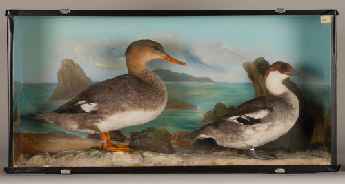 Dr. Peter Frey (Urheber*in), Diorama: Zwergsäger, Mittelsäger, 1890–1952