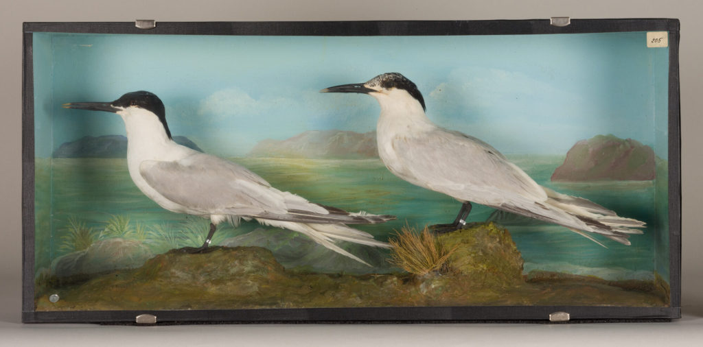Diorama: Brandseeschwalbe, Brandseeschwalbe