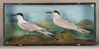 Diorama: Brandseeschwalbe, Brandseeschwalbe