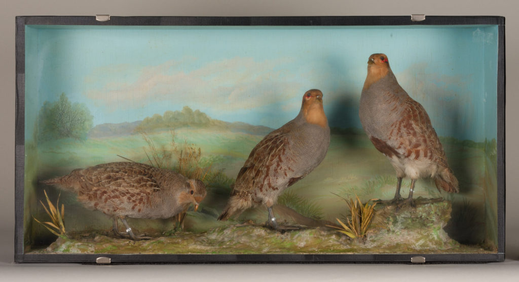 Diorama: Rebhuhn, Rebhuhn, Rebhuhn