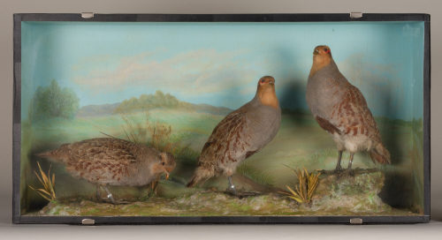 Dr. Peter Frey (Urheber*in), Diorama: Rebhuhn, Rebhuhn, Rebhuhn, 1890–1952