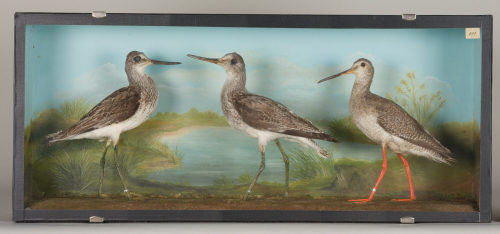 Dr. Peter Frey (Urheber*in), Diorama: Dunkler Wasserläufer, Grünschenkel, Grünschenkel, 1890–1952