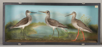 Diorama: Dunkler Wasserläufer, Grünschenkel, Grünschenkel