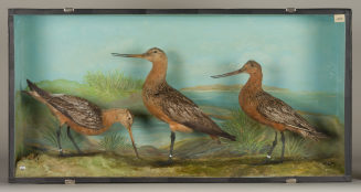 Diorama: Pfuhlschnepfe, Pfuhlschnepfe, Pfuhlschnepfe