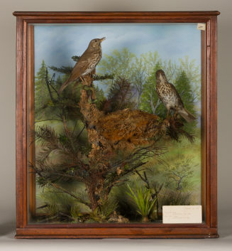 Diorama: Singdrossel, Singdrossel, Singdrossel, Singdrossel