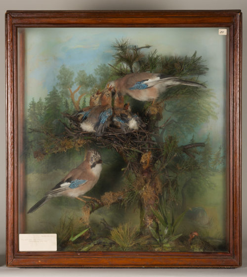 Dr. Peter Frey (Urheber*in), Diorama: Eichelhäher, Eichelhäher, Eichelhäher 5 Jungvögel, 1890–1952