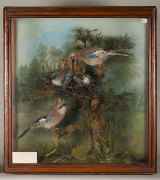 Diorama: Eichelhäher, Eichelhäher, Eichelhäher 5 Jungvögel