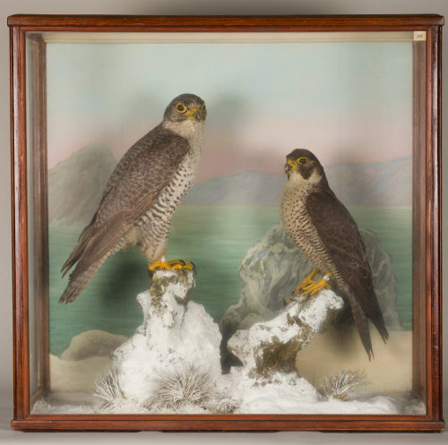 Dr. Peter Frey (Urheber*in), Diorama: Wanderfalke, Wanderfalke, 1890–1952