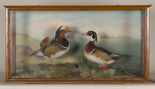 Dr. Peter Frey (Urheber*in), Diorama: Brautente, Mandarinente, 1890–1952