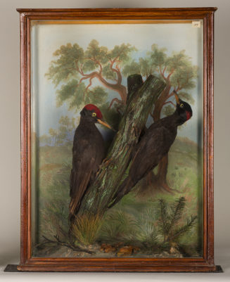 Diorama: Schwarzspecht, Schwarzspecht