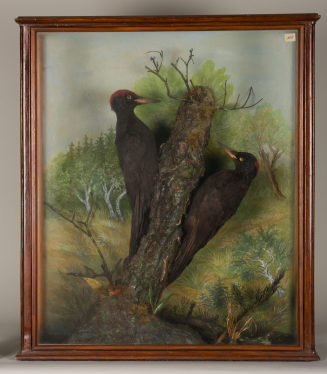 Diorama: Schwarzspecht, Schwarzspecht