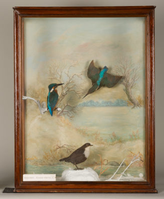 Diorama: Eisvogel, Eisvogel, Wasseramsel
