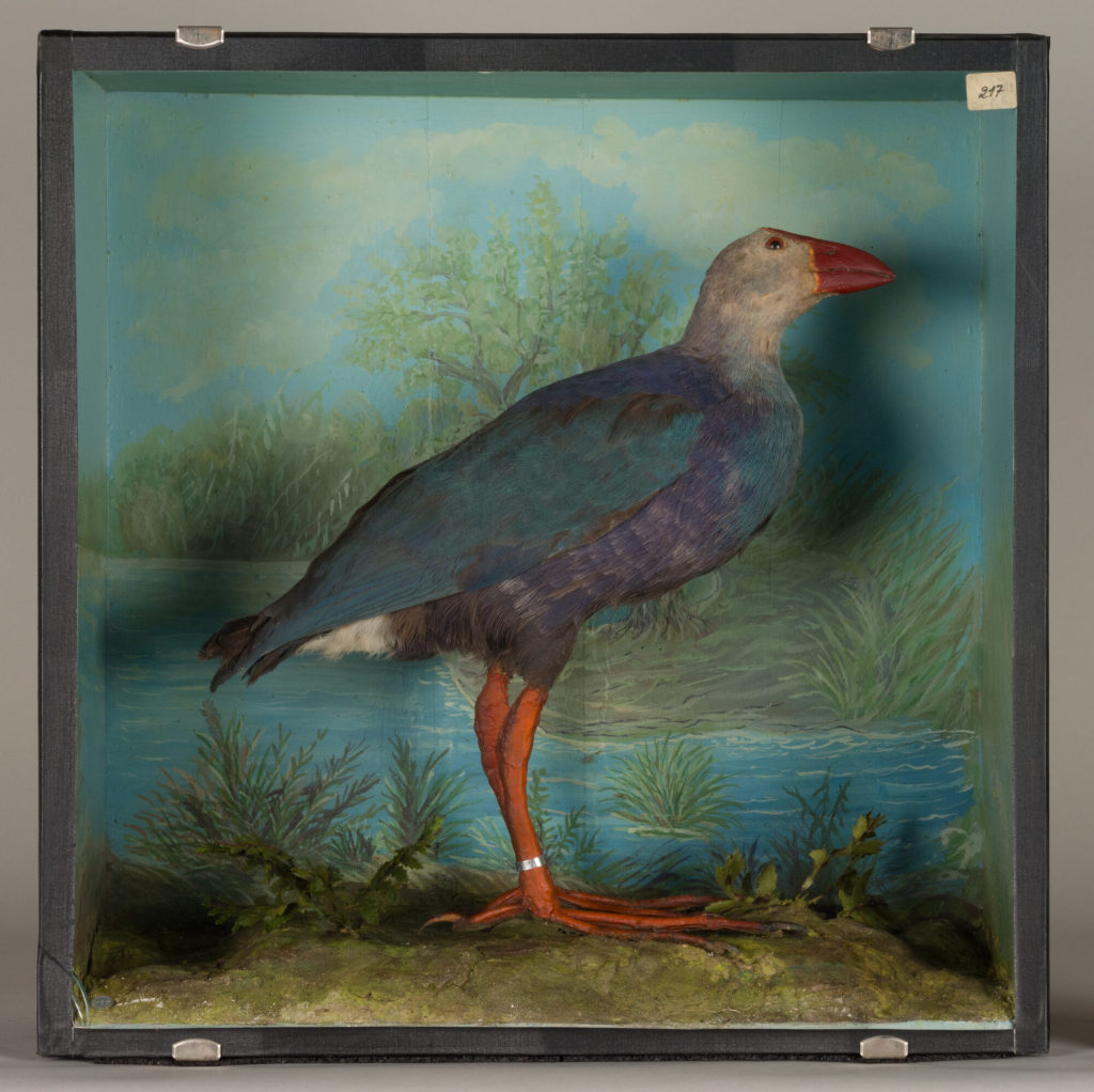 Diorama: Purpurhuhn